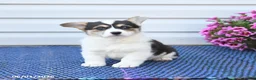Welsh Corgi Pembroke dogs for sale: Pearl - Ad 4