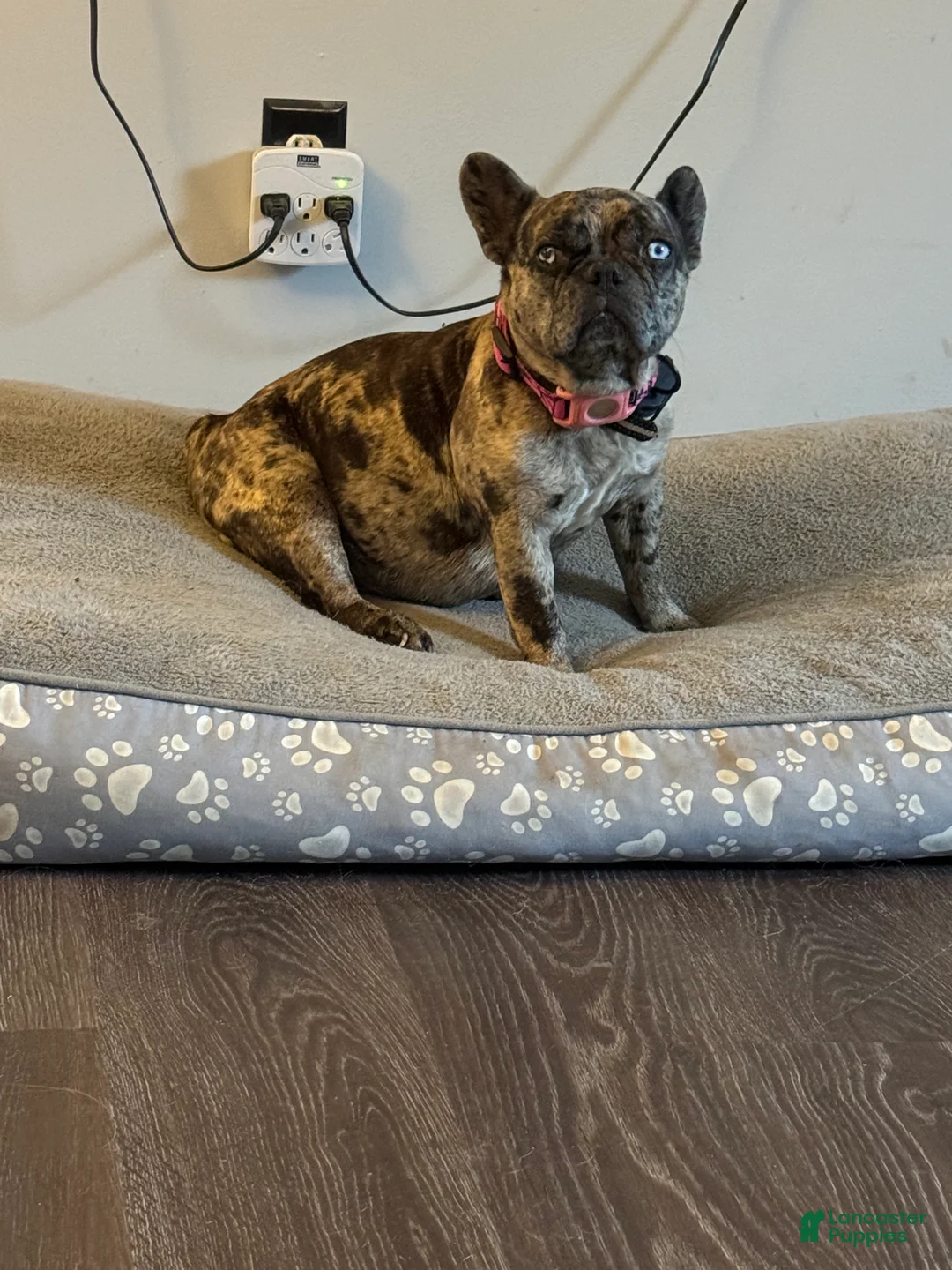 French Bulldog dogs for sale: French Bulldog Puppy 1 - Ad 2