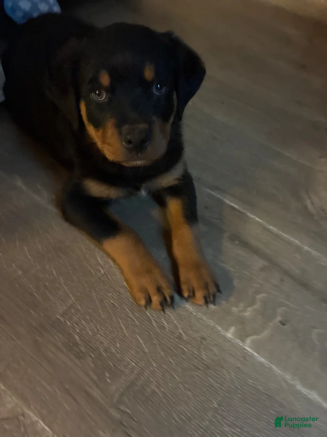 Rottweiler dogs for sale: Rottweiler 5 - Ad 3
