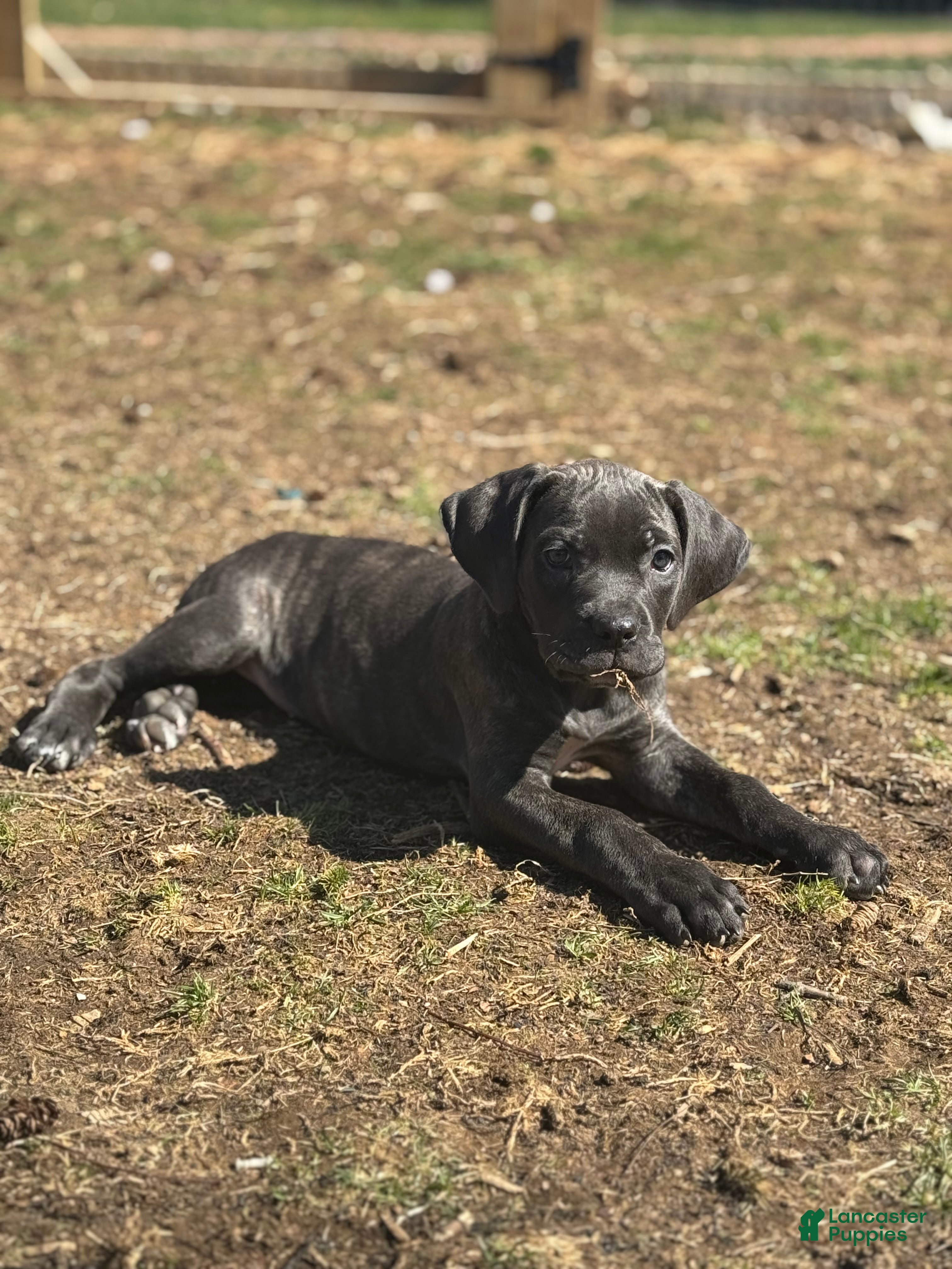 Cane Corso dogs Raven - Ad 1