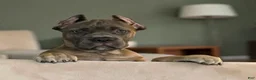 Cane Corso dogs for sale: Formentino - Ad 2