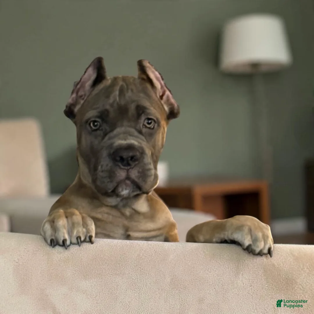Cane Corso dogs for sale: Formentino - Ad 2