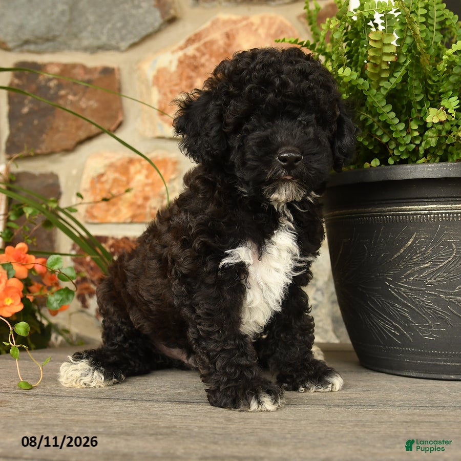 Miniature Poodle dogs Kriestolf - Ad 2