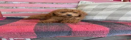 Mixed Breed dogs for sale: Marley - Ad 3