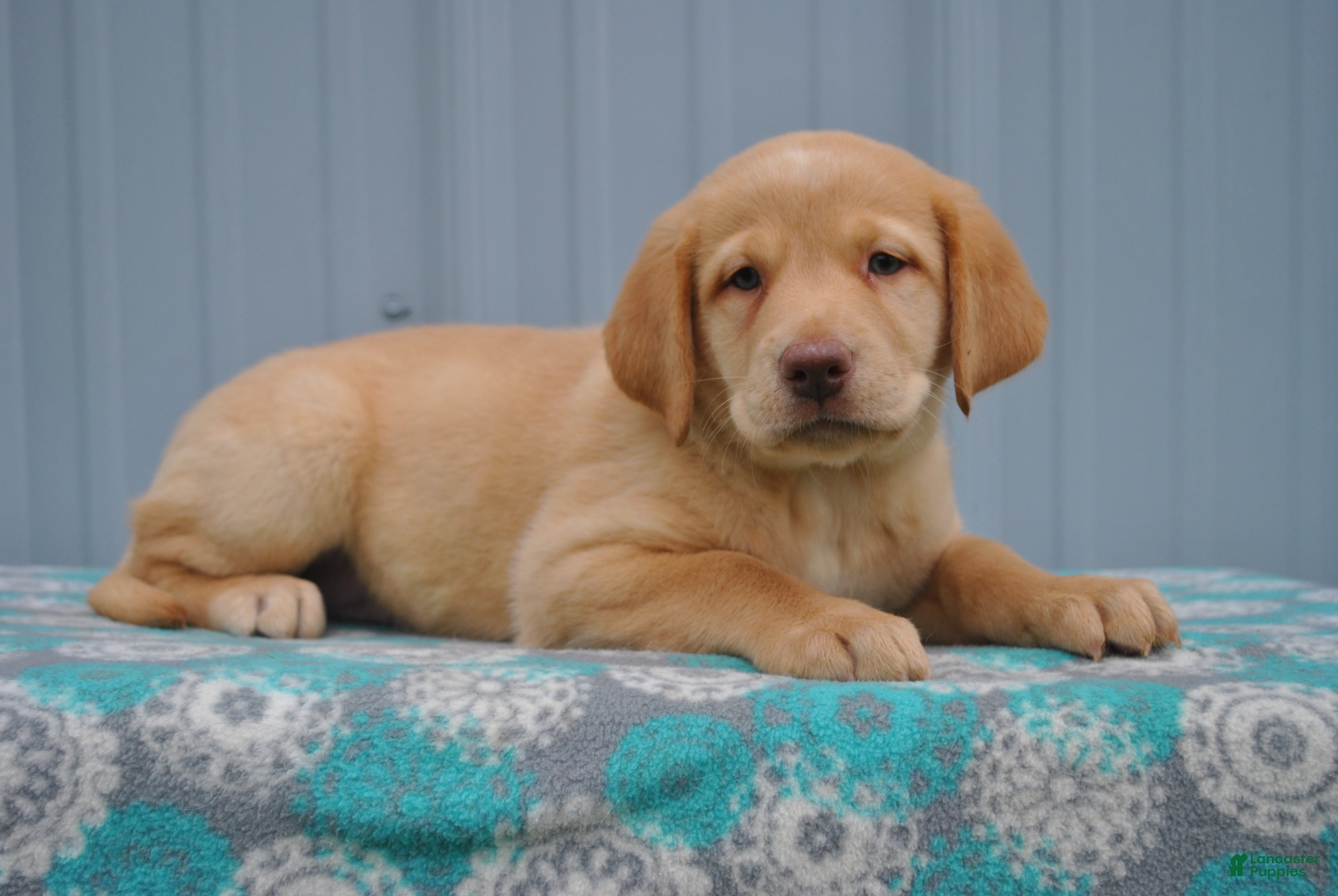 Labrador Retriever dogs Kimber - Ad 2