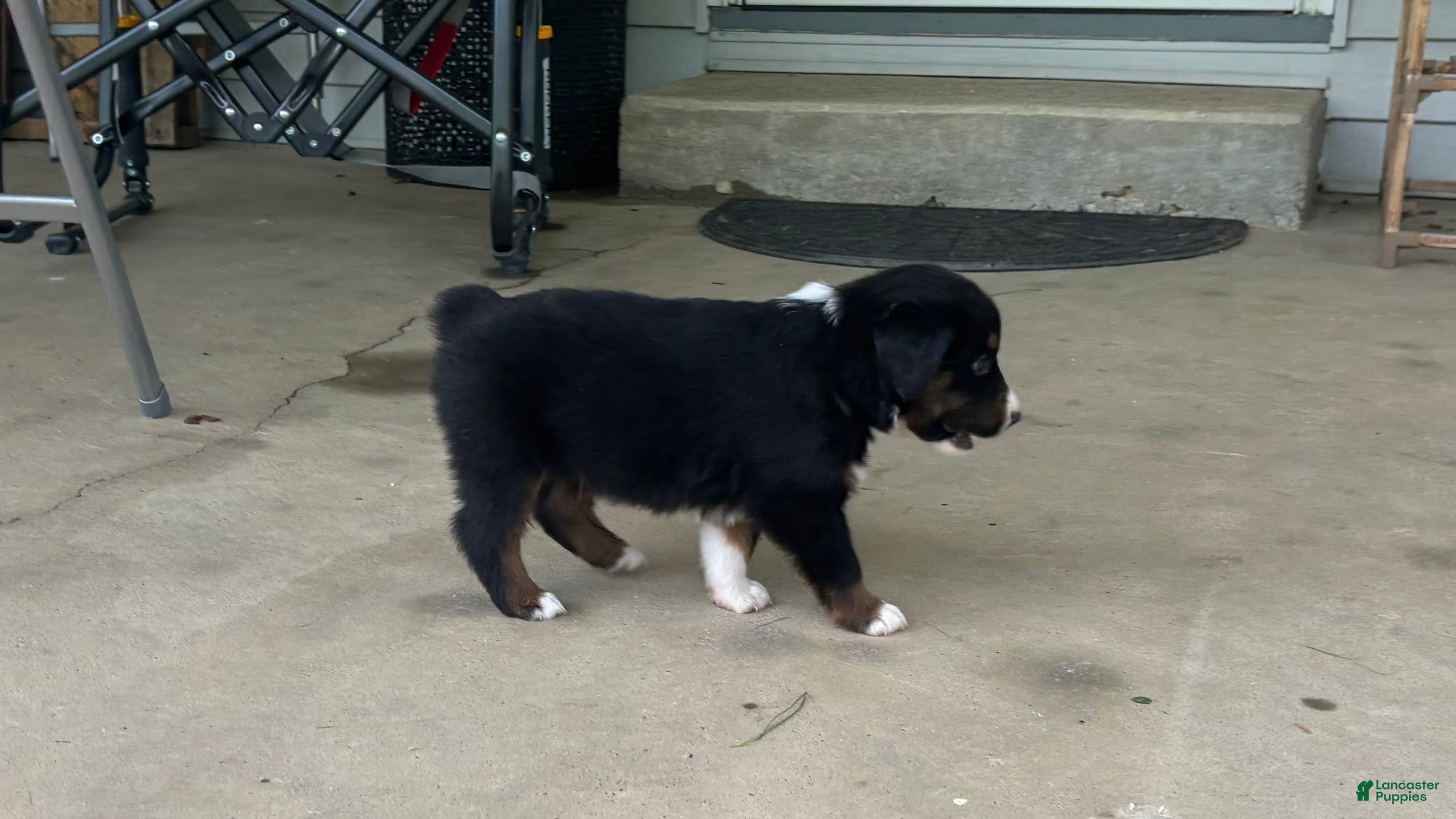 Miniature Australian Shepherd dogs #10 Black Tri Male - Ad 33