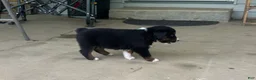 Miniature Australian Shepherd dogs for sale: #10 Black Tri Male - Ad 3