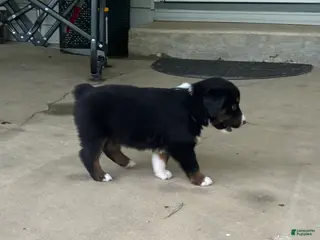 Miniature Australian Shepherd dogs #10 Black Tri Male - Ad 33