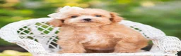 Maltipoo dogs for sale: Fern - Ad 4