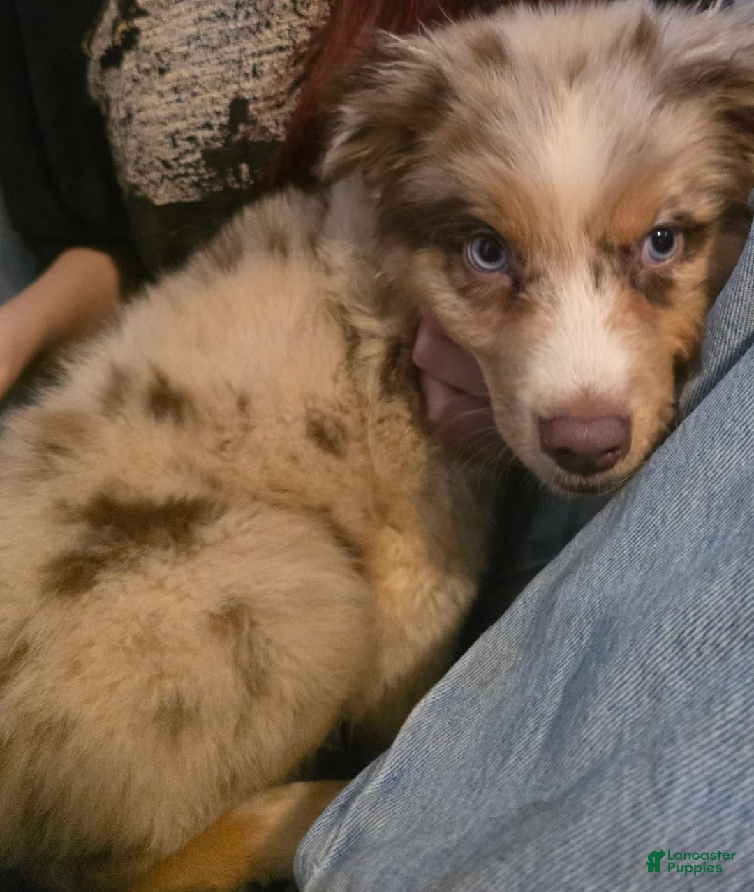Australian Shepherd dogs for sale: Male 2 - Ad 2