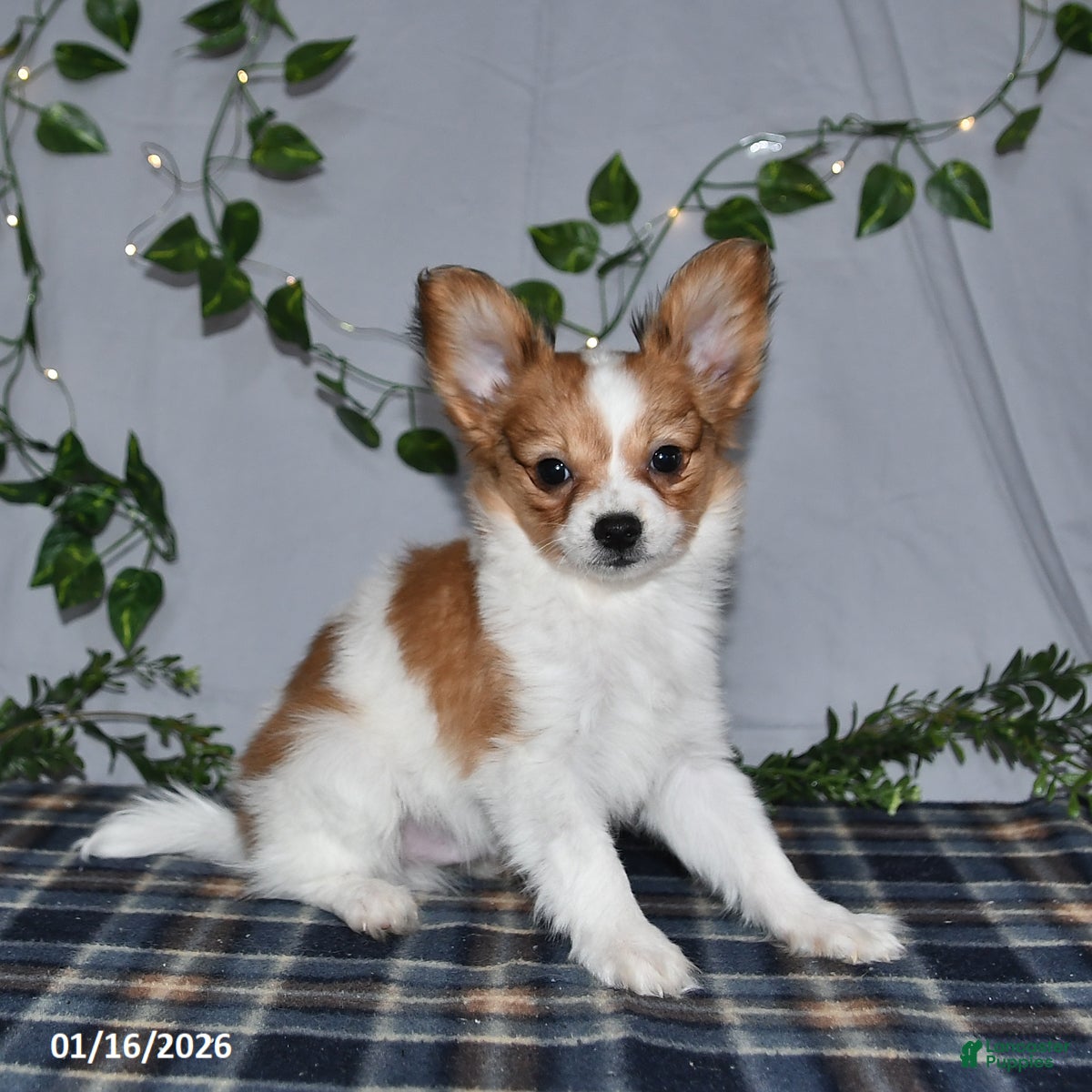 Papillon dogs Nick  - Ad 19