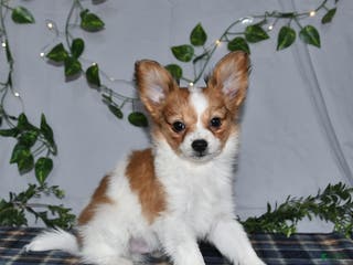 Papillon dogs Nick - Ad 5