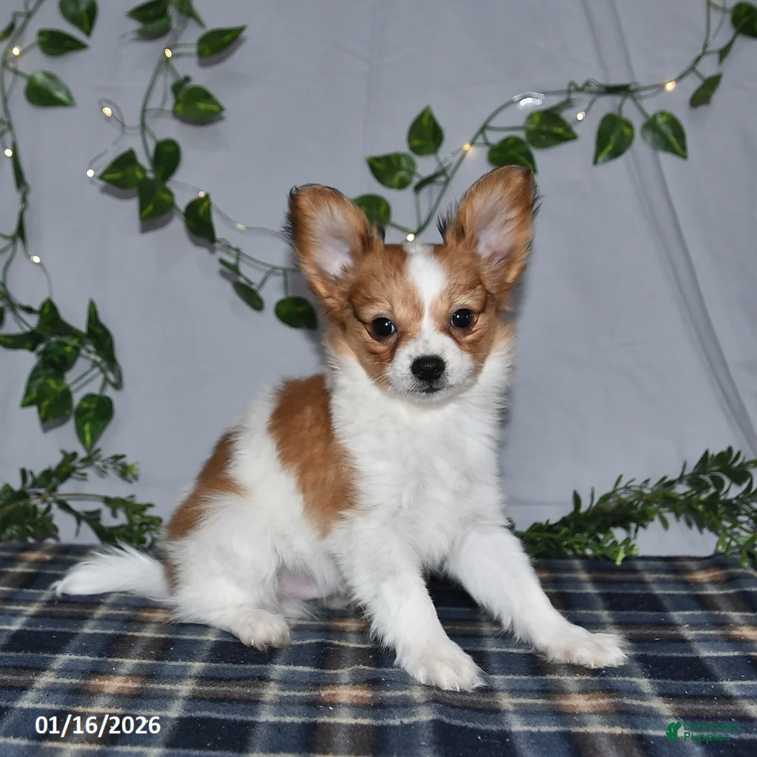 Papillon dogs for sale: Nick  - Ad 11