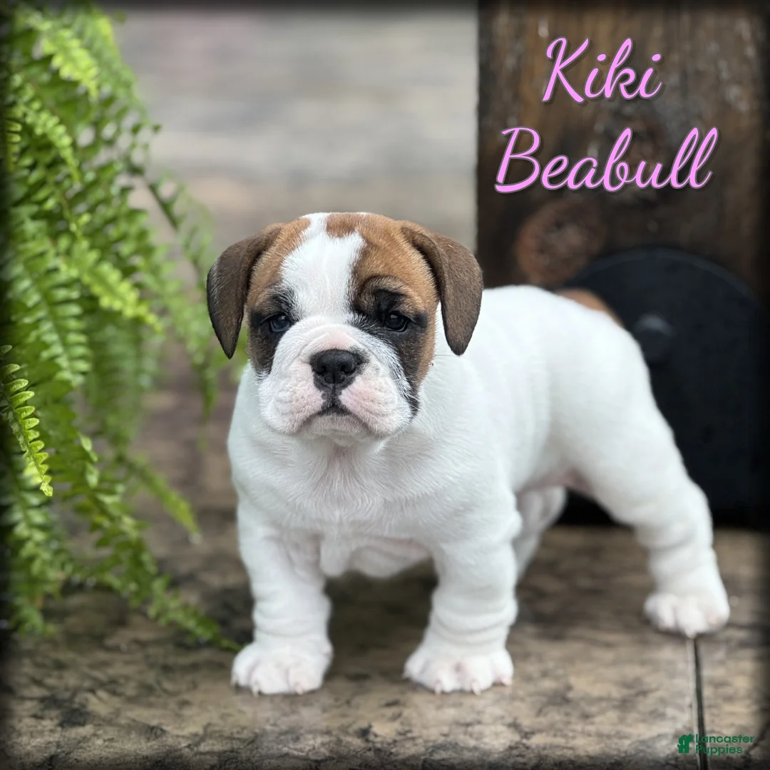 English Bulldog dogs for sale: Kiki - Ad 1