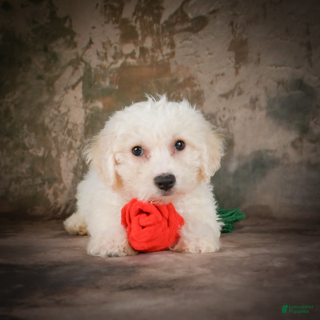 Bichon Frise dogs Bichon Frise 2 - Ad 1