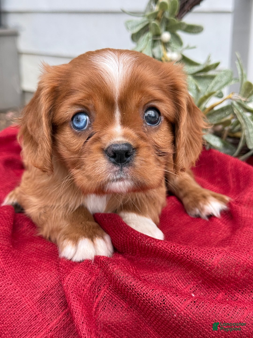 Cavalier King Charles Spaniel dogs for sale: Otis - Ad 4