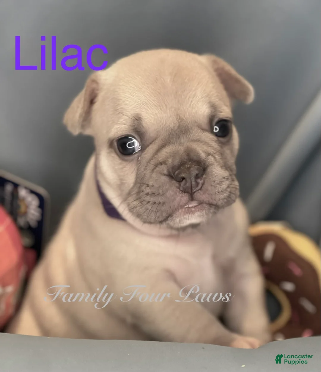 Frenchton dogs for sale: Lilac  - Ad 1