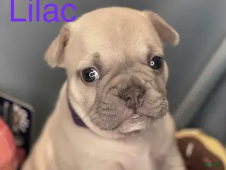 Frenchton dogs for sale: Lilac - Ad 4
