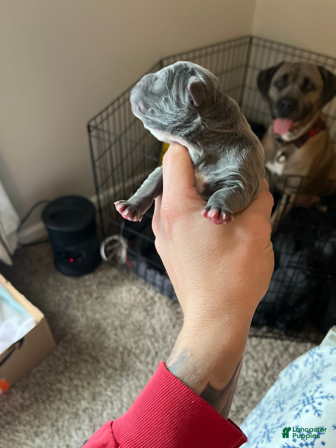Cane Corso dogs for sale: Cane Corso Litter - Blue Dilutes - Ad 10