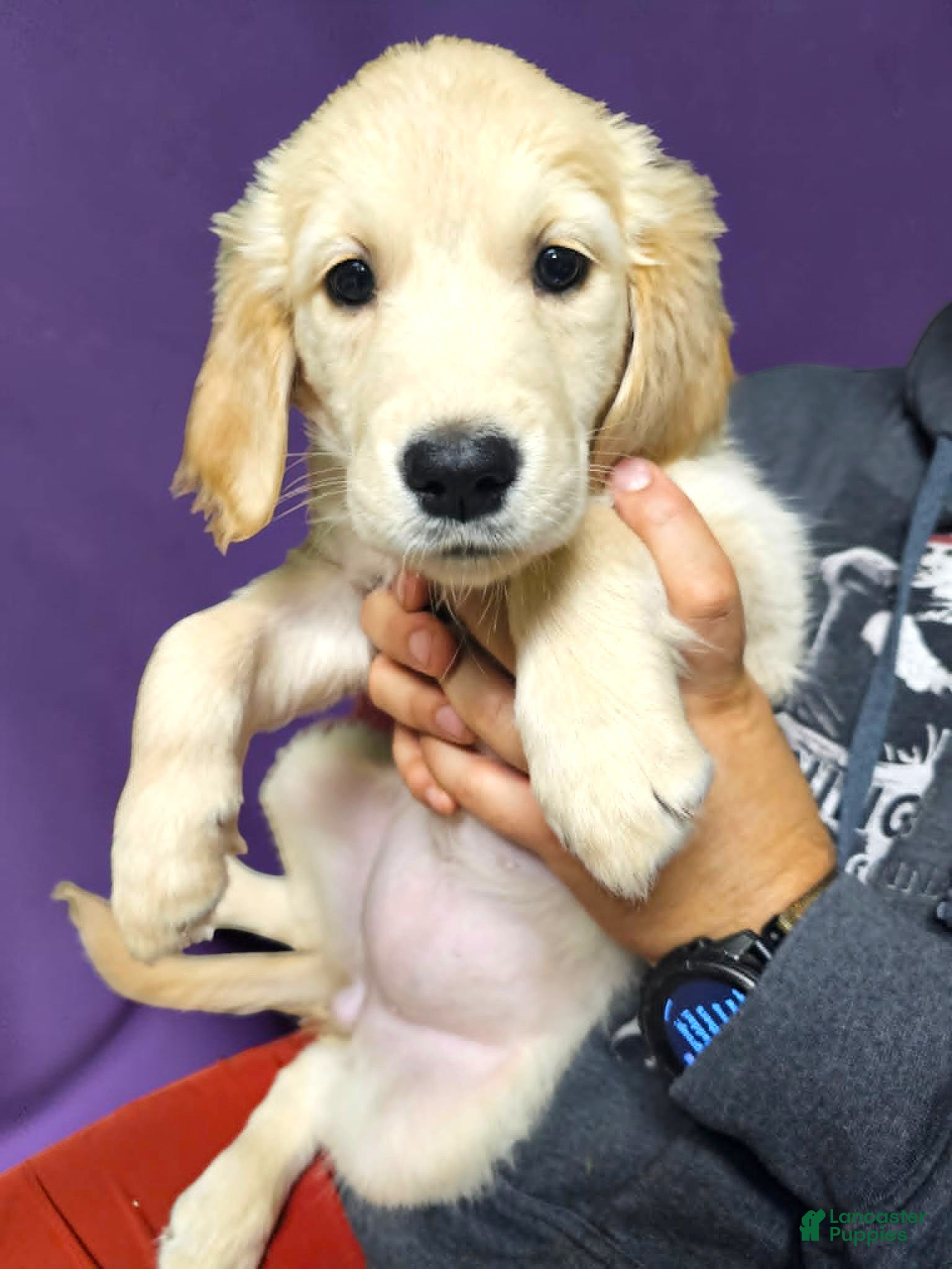 Golden Retriever dogs Golden Retriever 6 - Ad 1