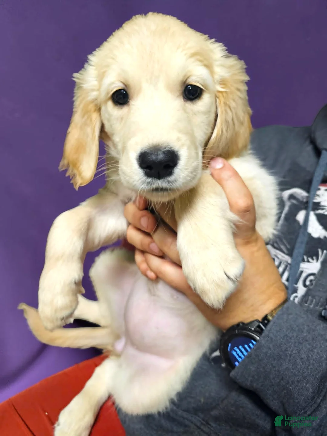 Golden Retriever dogs for sale: Golden Retriever 6 - Ad 1