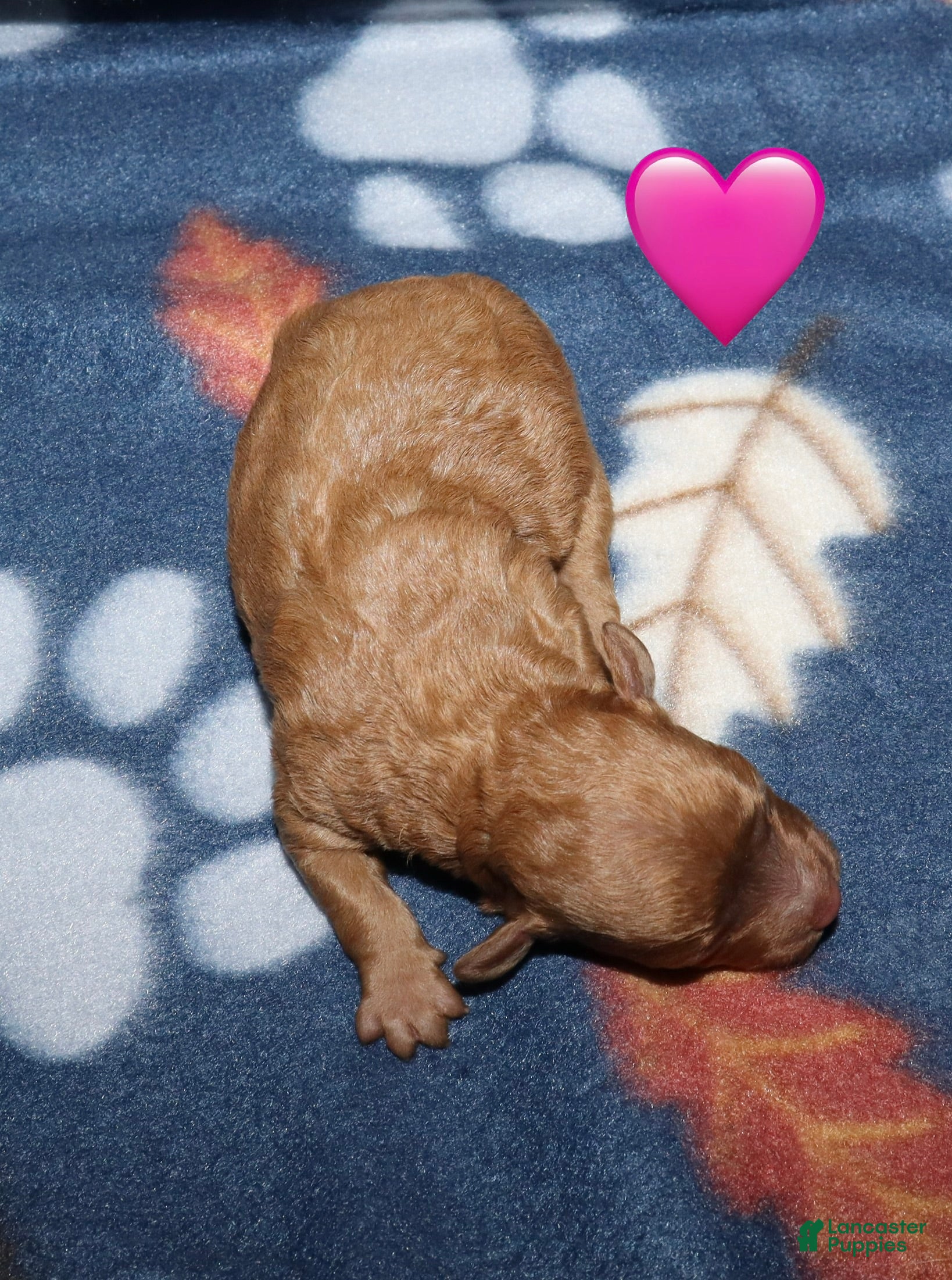 Toy Poodle dogs Summer’s red female - Ad 21