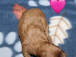 Toy Poodle dogs Summer’s red female - Ad 21