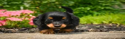 Miniature Dachshund dogs for sale: AKC-Jane - Ad 6