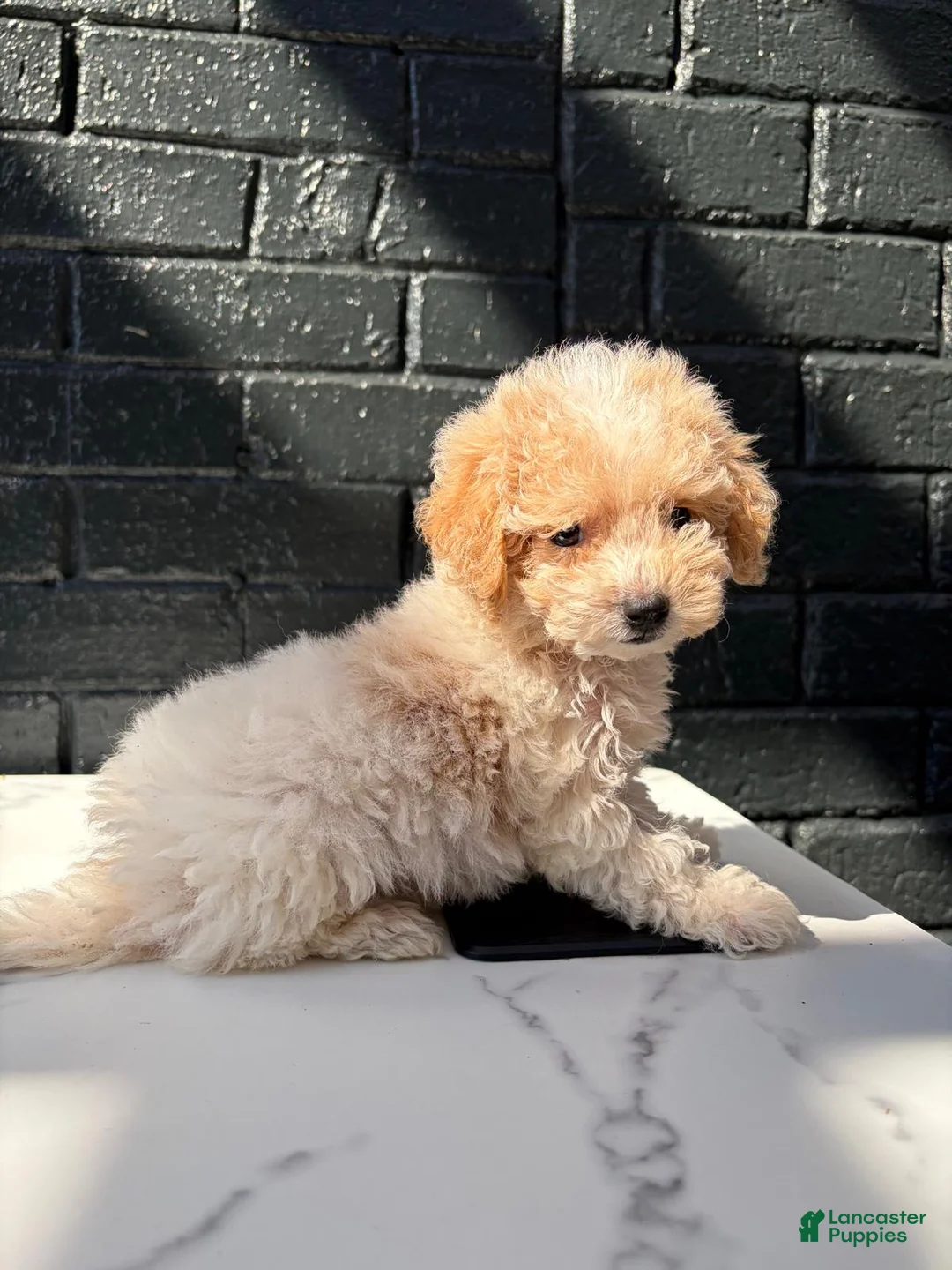 Maltipoo dogs for sale: 🤍🎀Colette🤍🎀 - Ad 12