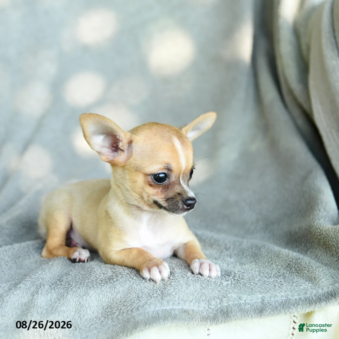 Chihuahua dogs for sale: Jenna - Ad 5