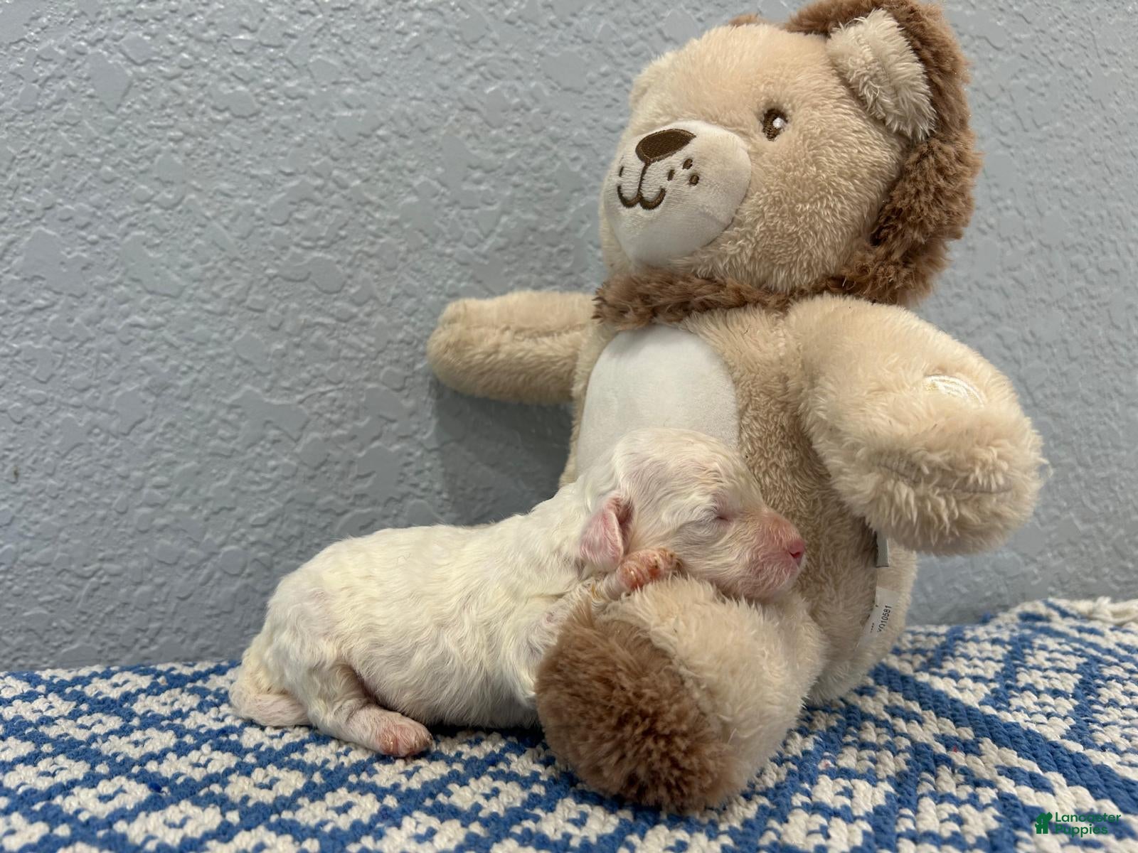 Mini Goldendoodle dogs Ty - Ad 28