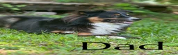 Mixed Breed dogs for sale: Beef - Ad 2