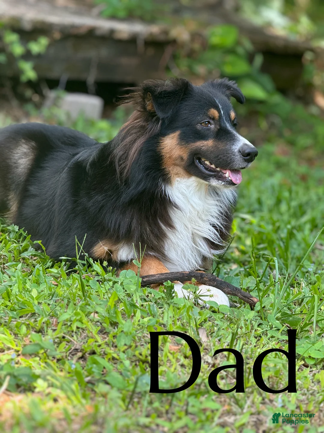 Mixed Breed dogs for sale: Beef - Ad 2