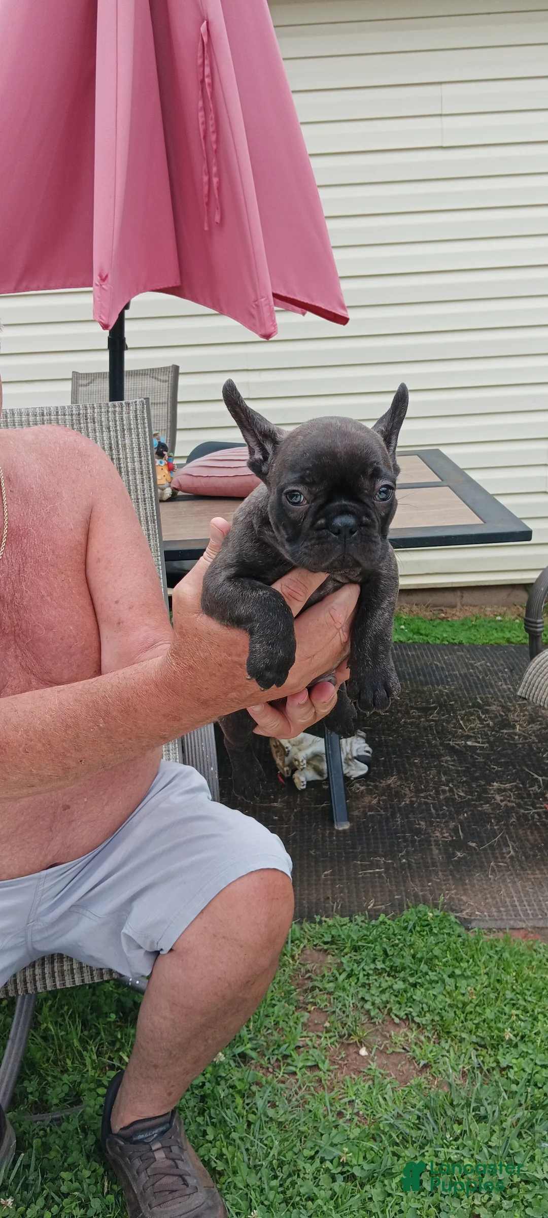 French Bulldog dogs for sale: French Bulldog Puppy 4 - Ad 1