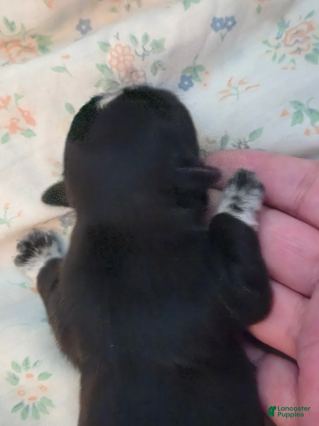 Shih Tzu dogs for sale: Cooper - Ad 2