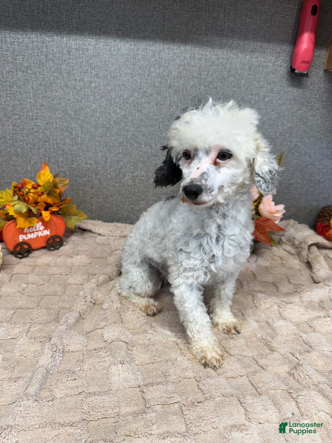 Toy Poodle dogs for sale: Ally - Ad 4