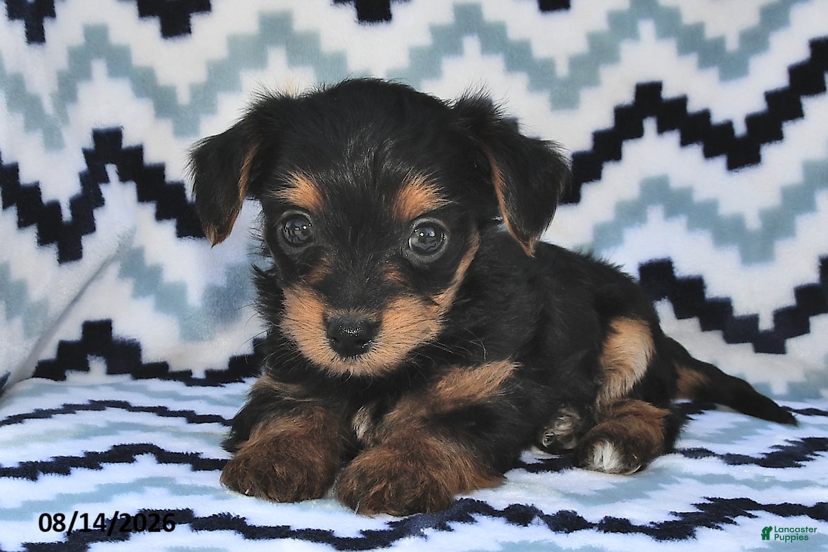 Yorkiepoo dogs Sweetie - Ad 2