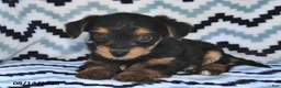 Yorkiepoo dogs for sale: Sweetie - Ad 2