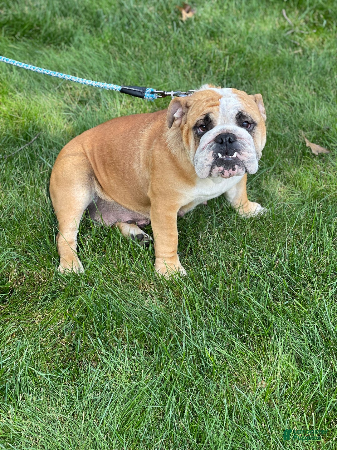 English Bulldog dogs for sale: Crosby  - Ad 5