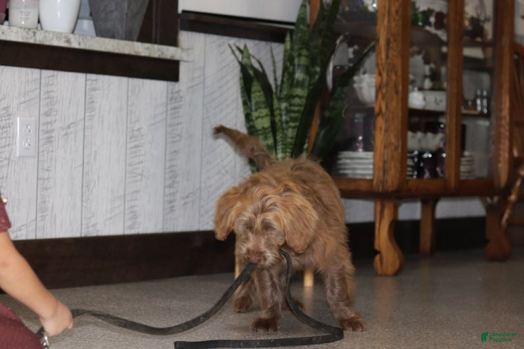 Mini Goldendoodle dogs for sale: Mini Goldendoodle Puppy 1 - Ad 14