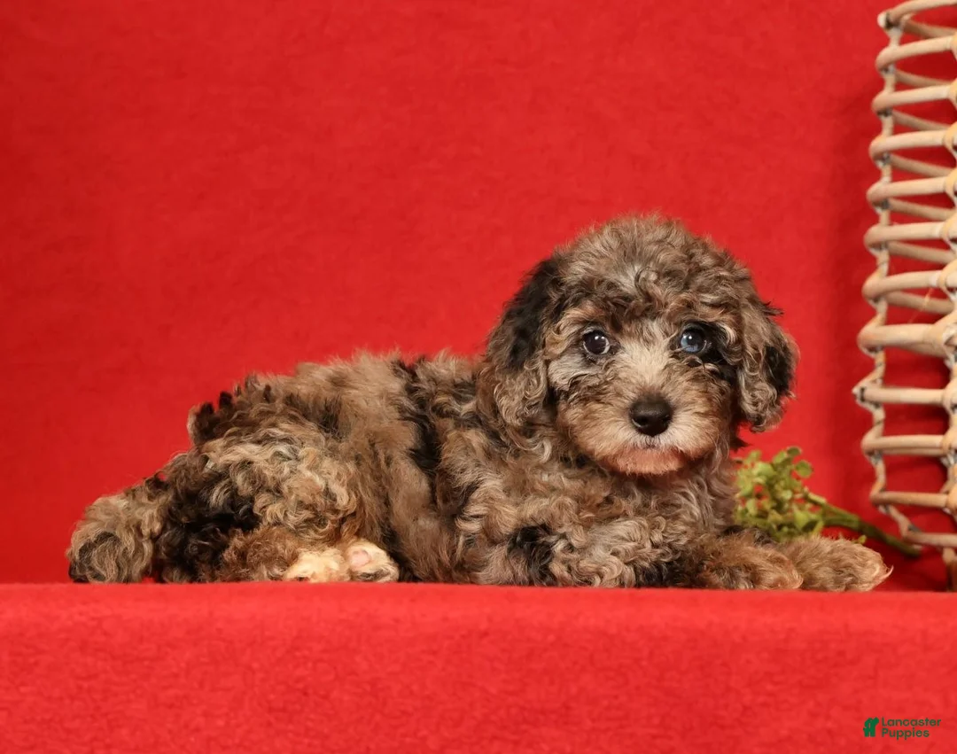 Miniature Poodle dogs for sale: Maverick - Ad 2