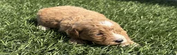 Mini Goldendoodle dogs for sale: Stephanie - Ad 3