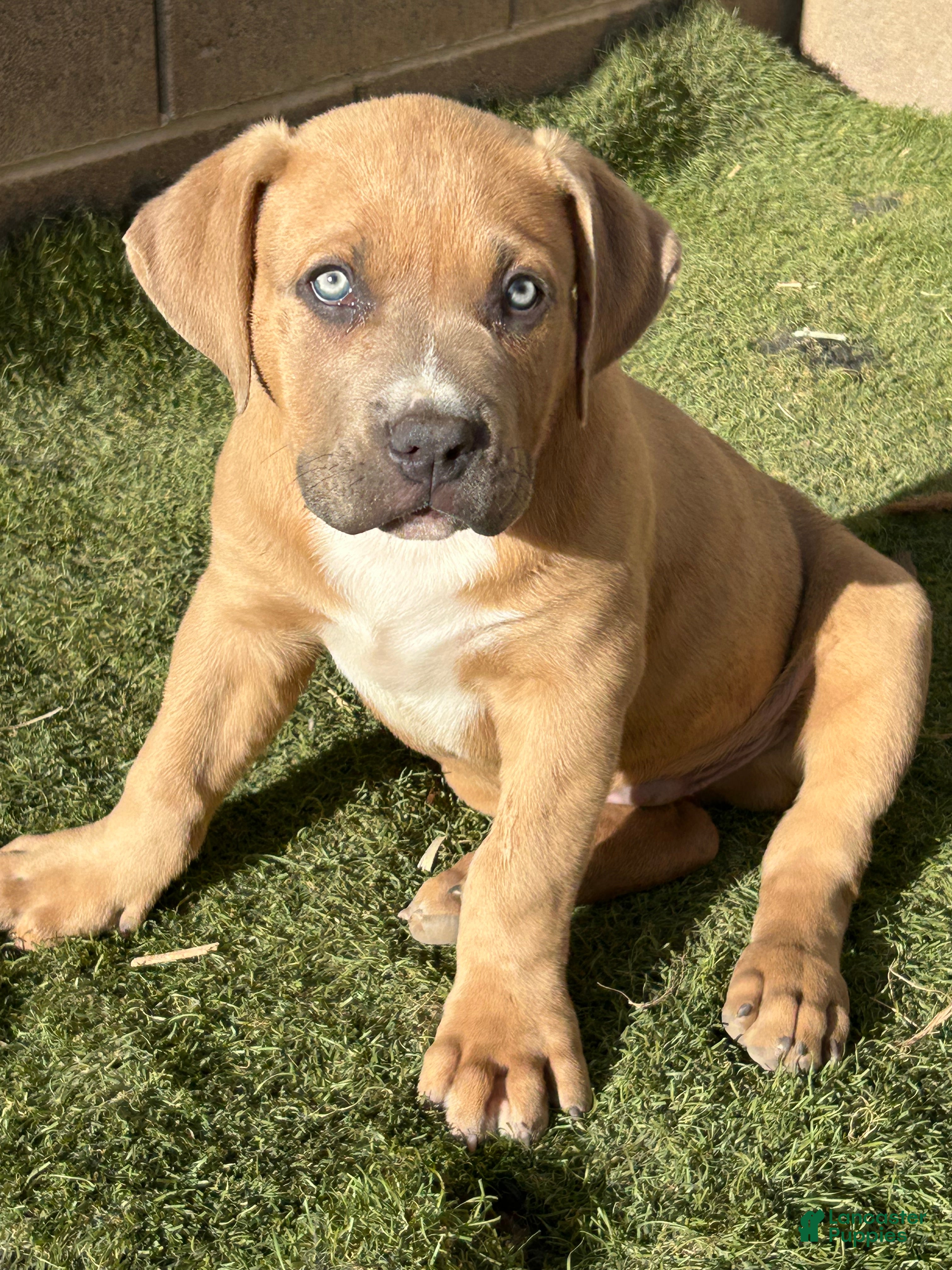 American Bully dogs KANO - Ad 2