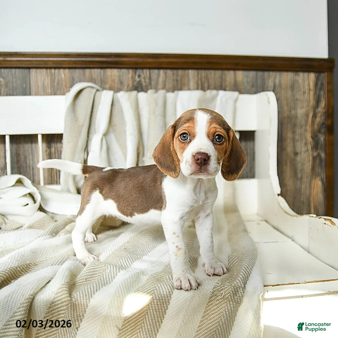 Beagle dogs for sale: Cappuccino - Ad 2