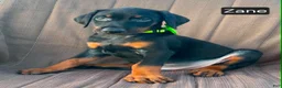 Doberman Pinscher dogs for sale: Zane - Ad 2