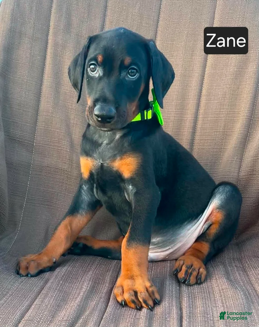 Doberman Pinscher dogs for sale: Zane - Ad 2