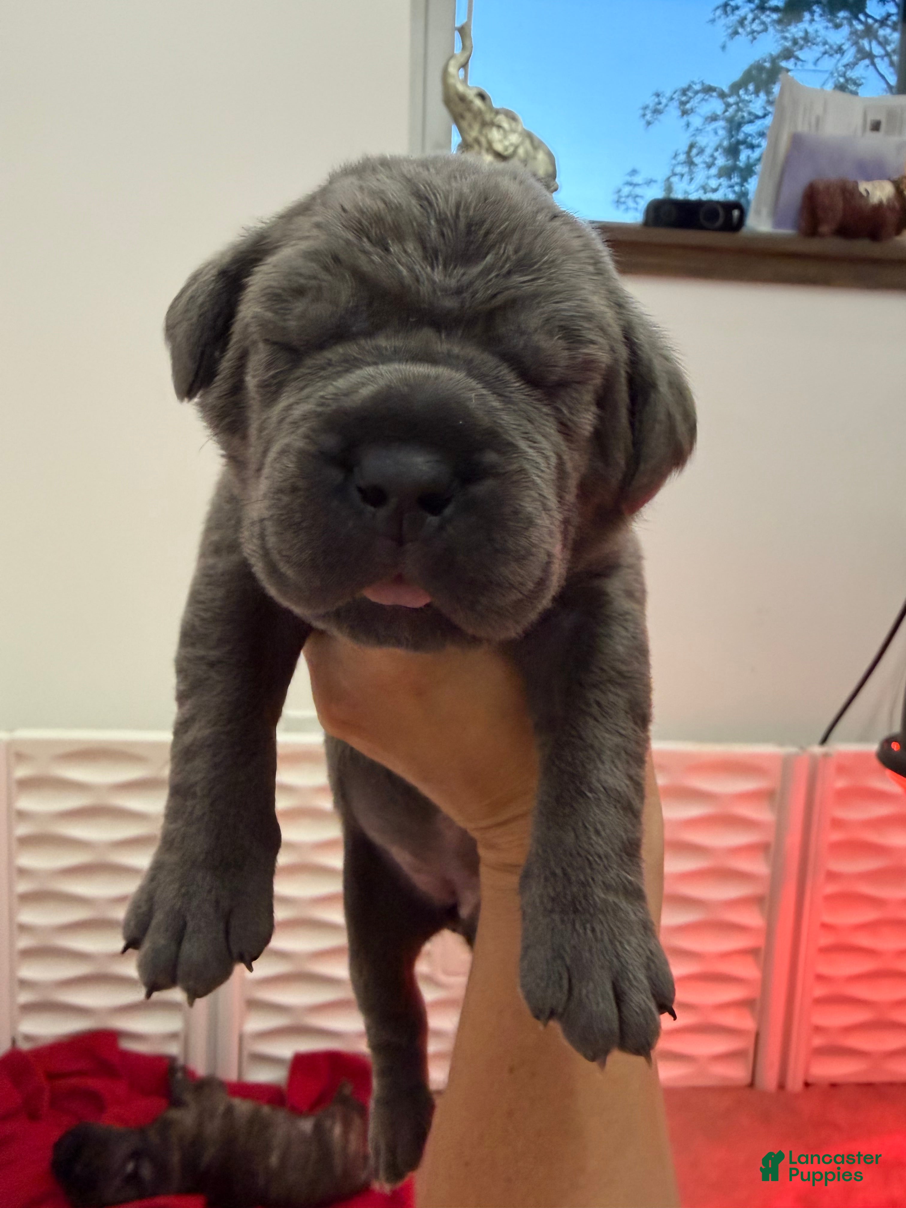 Cane Corso dogs Green Collar - Bugsy - Ad 1