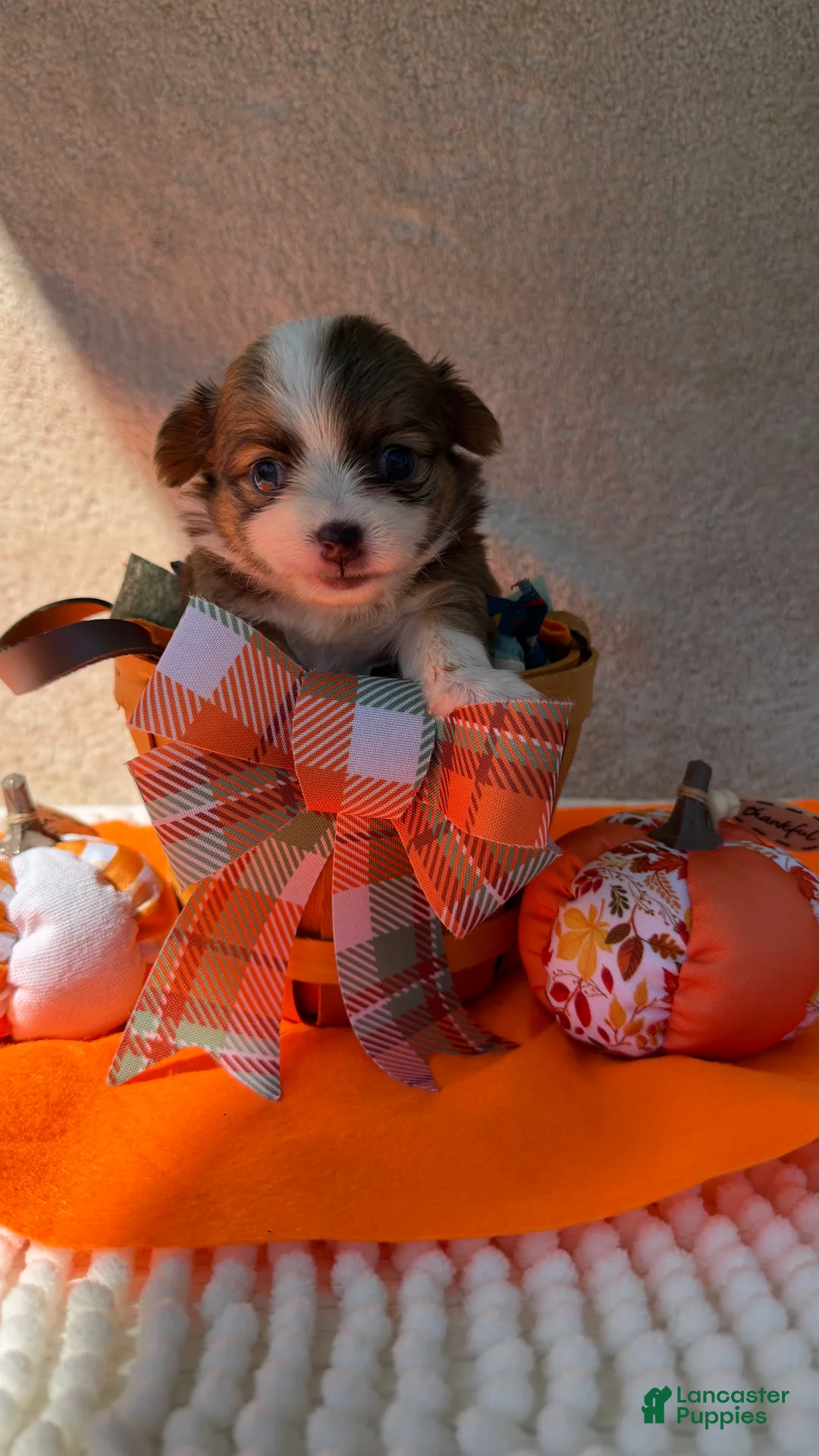 Chihuahua dogs for sale: Rocky - Ad 2