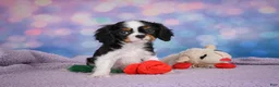 Cavalier King Charles Spaniel dogs for sale: Ricky Genetic Clear - Ad 2