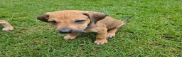 Rhodesian Ridgeback dogs for sale: Pink Girl - Ad 11